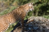 Lince ibérico