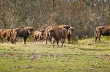 Bison Bonasus Reserva e Centro de Interpretação do Bisonte Europeu