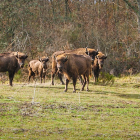 Bison Bonasus. Reserva y Centro de Interpretación del Bisonte Europeo