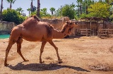 Terra Natura в Бенидорме