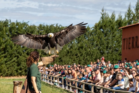 Bird of prey exhibition