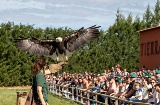 Esibizione di falconeria