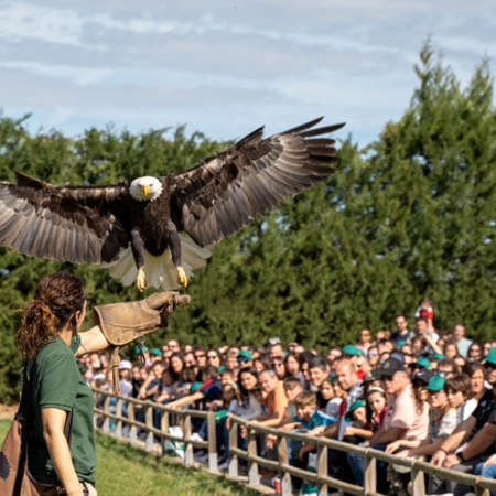 Exibição de aves de rapina