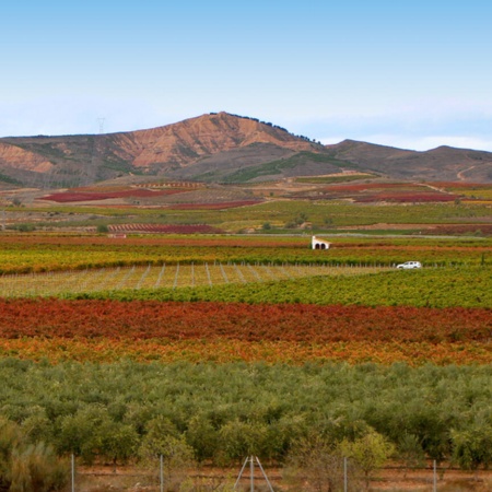 Winnice w Aldeanueva de Ebro – mieście wina (La Rioja)