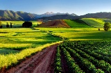 Vineyards in La Rioja.