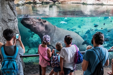 Nilpferde im Bioparc von Valencia