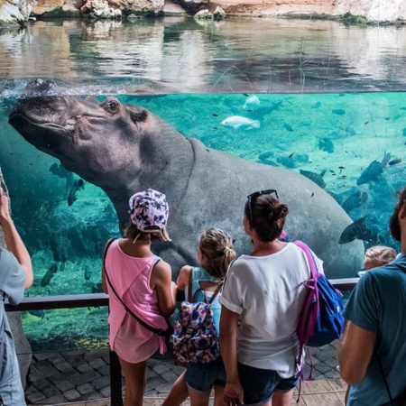 Nilpferde im Bioparc von Valencia