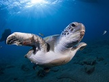 カナリア諸島、テネリフェ島のカメ