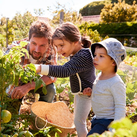Familia observando unas ramas con tomates en la huerta