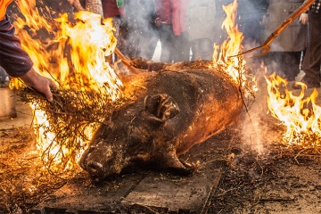 Tradycyjny ubój wieprza na festynie Feira do Cocido w Lalín (Pontevedra, Galicja)