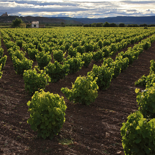 Cultures de vignes