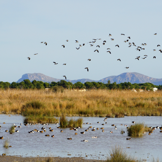 Aves en el Parque Natural de la Albufera de Mallorca, Islas Baleares 