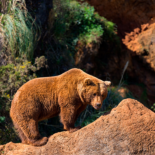 Orso bruno nel parco di Cabarceno