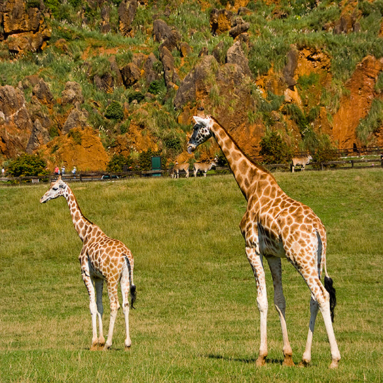 カバルセノ自然公園のキリン