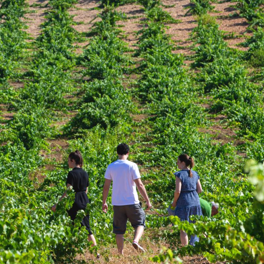 Turisti nei vigneti di Zamora, Castiglia e León