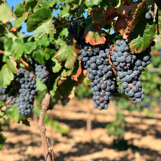 Winorośl Garnacha tintorera