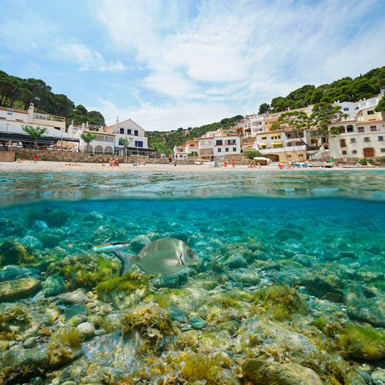 Vista dall'acqua della grande diversità di specie che si possono osservare facendo snorkeling a Cala Sa Tuna a Begur, Girona