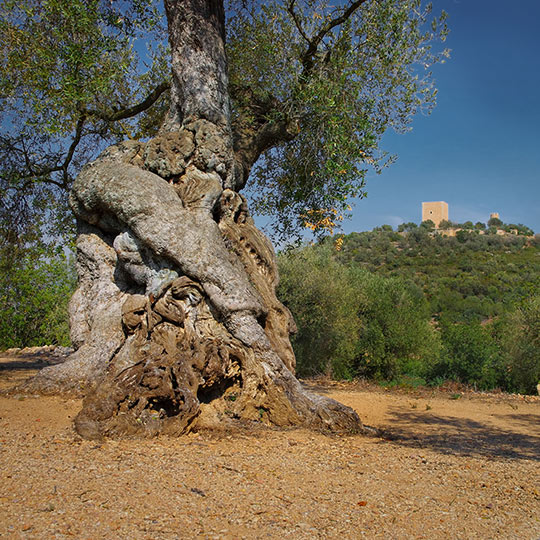 ウルデコナ城をバックに樹齢1000年のオリーブの木、カタルーニャ