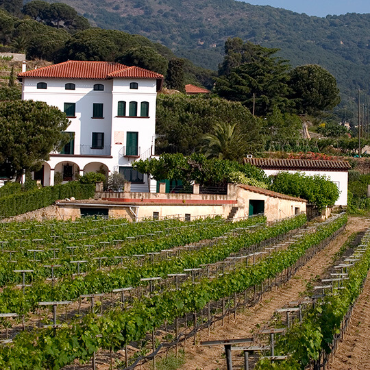 Vignobles à Alella, Catalogne