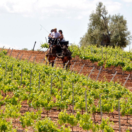 Wein- und Sektroute Ribera del Guadiana