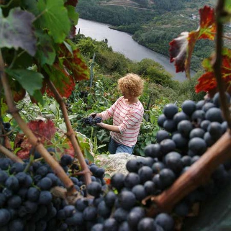 Vendimia en la Ribeira Sacra, en Galicia