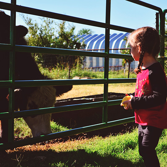 Menina com uma vaca. Agroturismo