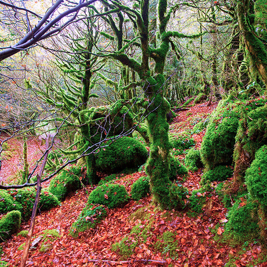 Selva de Irati de Navarra