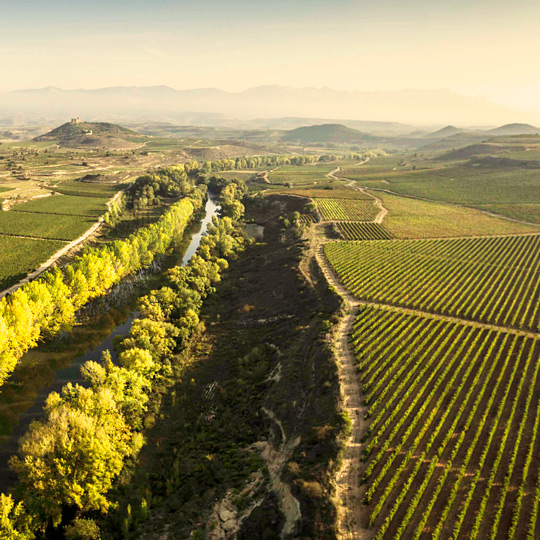  Viñedos de San Asensio con el Castillo de Davalillo en el fondo, La Rioja