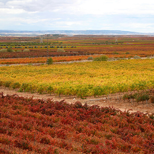 Viñedos de Alfaro, La Rioja