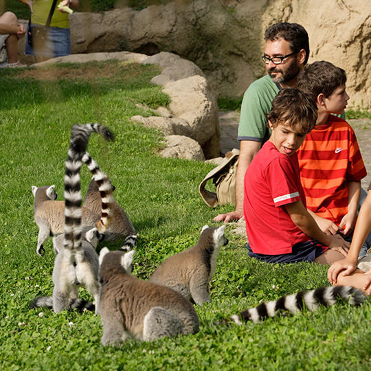 Lêmures no Bioparc de Valência