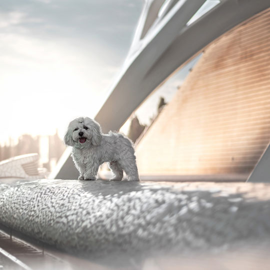 Dog at the City of Arts and Sciences in Valencia (Valencia Region)