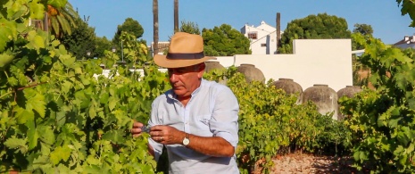 Agricoltore che cura i vigneti nella località di Lucena a Cordova, Andalusia