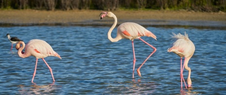 Flamingos in the Fuente de Piedra lagoon in Malaga, Andalusia