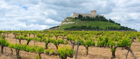 Viñedo con el Castillo de Penafiel en el fondo, Valladolid