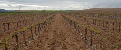 Viñedos de Bodega Valdesneros en Torquemada, Palencia