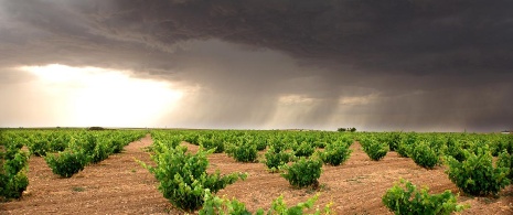 Vinhedos em Zamora