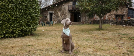 Dog outside a pet friendly country house lodge