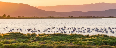 Zachód słońca w obszarze chronionego krajobrazu Delta del Ebre, Tarragona