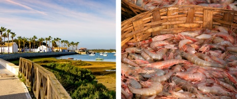 View of old Sancti Petri in Chiclana de la Frontera, Cádiz / freshly caught prawns