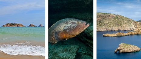 Left: Marine reserve of Medes Islands in Girona, Catalonia / Centre: Grouper on the island of El Hierro, Canary Islands / Right: Marine reserve of Cabrera Island, Balearic Islands