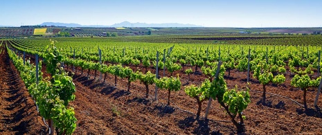 Viñedos en Ribera del Guadiana