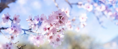 春の花