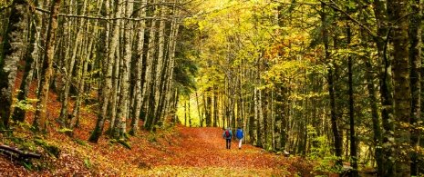 Wanderer im Buchenwald in Selva de Irati, Navarra