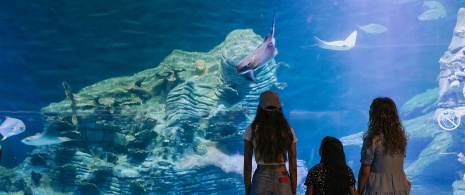 Turisti nell'Oceanogràfic di Valencia