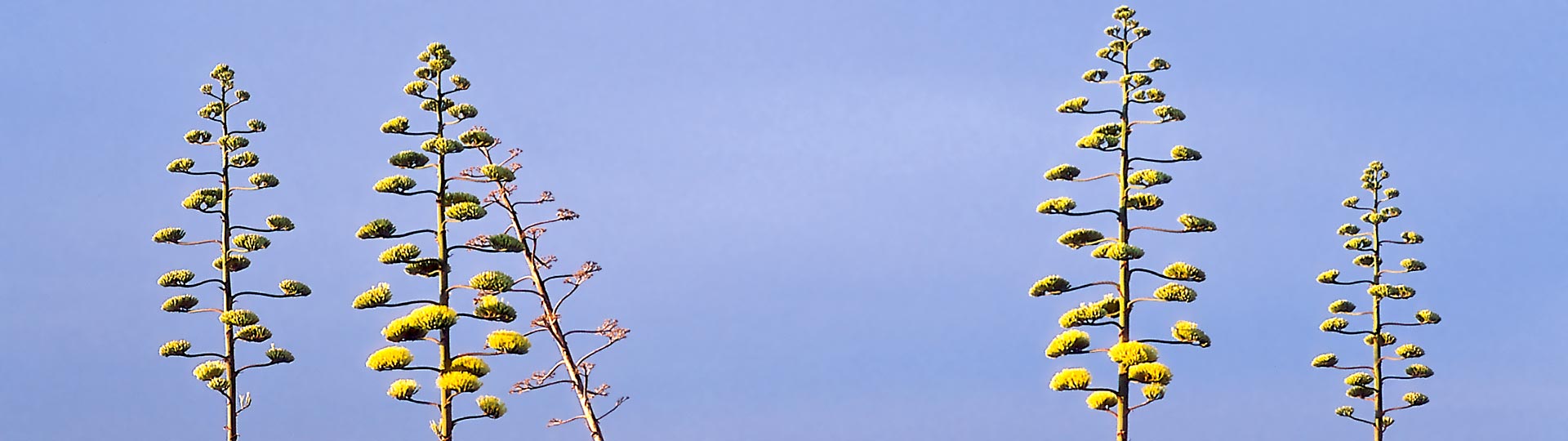 Trees in Cabo de Gata, Almería