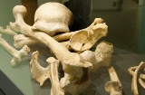 Exposition sur les hommes de Néandertal, musée de l'évolution humaine, Burgos