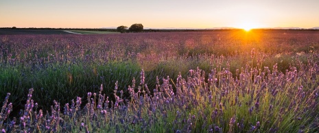 Campos de lavanda, Brihuega