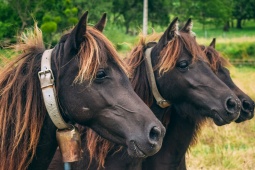 Gruppo di &lt;i&gt;asturcones&lt;/i&gt;