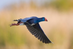 Un pollo sultano comune nelle paludi del Parco nazionale di Doñana a Huelva, Andalusia