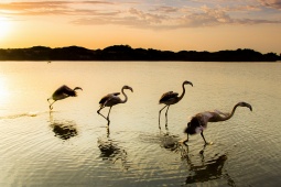 Un grupo de flamencos alza el vuelo en el Parque Nacional de Doñana, Huelva